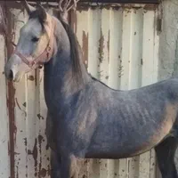 اجاره باکس وپانسیون