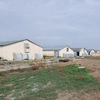 کود مرغی زالیان
