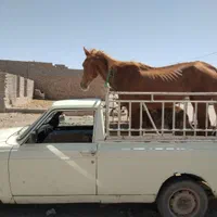 وانت بار پیکان بار|خدمات حمل و نقل|زابل, |دیوار