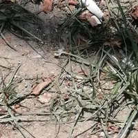 175 متر زمین شهری مسکونی سرمایهگذاری|فروش زمین و ملک کلنگی|صومعهسرا, |دیوار