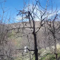 *۴۳هکتار زمین براصلی اتوبان سند تک برگ بدون مشابه*|فروش زمین و ملک کلنگی|رودهن, |دیوار