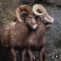گوسفند زنده بشرط گوشت بازدهی بالاسراسر تهران۲۴|حیوانات مزرعه|تهران, پاسداران|دیوار
