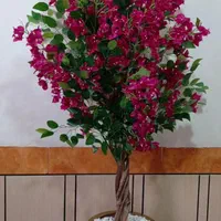 درختچه گل کاغذی