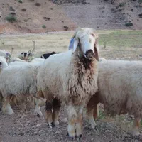 کمر دار چاق  ارسال ترازو گوسفند زنده  تهران|حیوانات مزرعه|تهران, آذری|دیوار