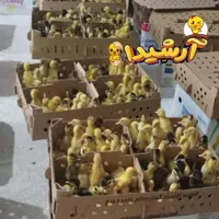 هم اکنون جوجه اردک پکنی واسراییلی