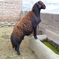 **گوسفند *زنده فروشی پایتخت ارسال به مناطق طهران،|حیوانات مزرعه|تهران, فردوس|دیوار