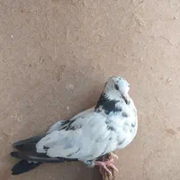 جوجه خروس و ۳تا کبوتر مفلق|پرنده|اصفهان, کشاورزی|دیوار