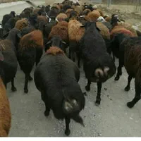 زنده  فروشی  بزغاله گوسفند با قصاب سلامت *۱۰۰*|حیوانات مزرعه|تهران, گیشا|دیوار