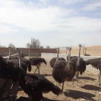 مجموعه آموزشی وخدمات شترمرغ دکتر افشین نصر|خدمات آموزشی|اصفهان, جوزدان الیادران|دیوار