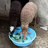 گوسفند جوان