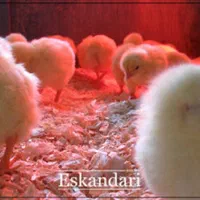 دستگاه جوجه کشی پر کن مرغ پرکن آسیاب قفس بلدرچین|لوازم جانبی حیوانات|بیرجند, |دیوار