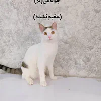 واگذرازی ۴تا پیشی ناز|گربه|تهران, هاشمی|دیوار