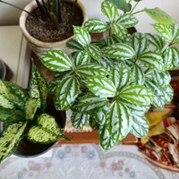 همگی زنده و سرحال|گل و گیاه طبیعی|تهران, آذری|دیوار
