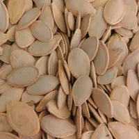 تخمه کدو درشت و تازه|خوردنی و آشامیدنی|اصفهان, دشتستان|دیوار