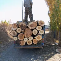 خرید فروش درخت سنوبر میوه ریشه