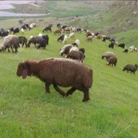 گوسفند زنده **شبانه روزی بدونه تعطیلی حاج غلام **|حیوانات مزرعه|تهران, فاطمی|دیوار