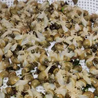 جوجه حلزون آلبینو
