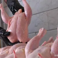 مرغ درجه ۲ مخصوص غذای سگ و گربه
