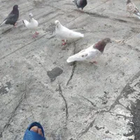 تعدادی‌کبوتر‌محدوده‌پلدشتدونه‌۱۵۰