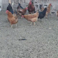 تخم مرغ نطفه دارهلندی وتاج دار.  نژادداردرجه یک|حیوانات مزرعه|اهواز, کوی فرهنگیان ۲|دیوار