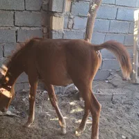 کره چهار ماهه
