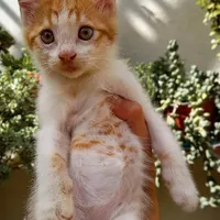 واگذاری بچه گربه سه ماهه