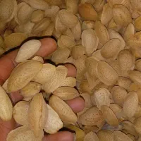 خرید و فروش انواع بادام