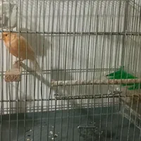 یک قناری گمشده منطقه کونه خانه