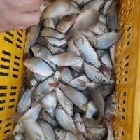 پخش عمده انواع بچه ماهی کپور و آمور و ...