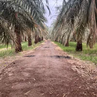باغ خر ما صادرات
