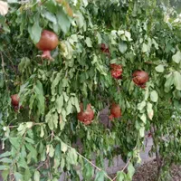 باغبانی خاکبرداری هرص سمپاشی وکود دهی انواع درخت|خدمات باغبانی و درختکاری|کرمان, |دیوار