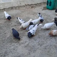 کبوتر در نقاب|پرنده|سبزوار, کهنه آب|دیوار