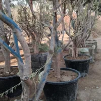 درخت درختچه جعبه‌ای گلدانی باکس باکسی در با گلدان|گل و گیاه طبیعی|تهران, باغ خزانه|دیوار