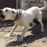 واگذاری سگ نر درشت افغانی دوساله