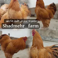 جوجه و تخم نطفه دار برهما برهوما نژاد لمون و بوف|حیوانات مزرعه|شیروان (خراسان), |دیوار