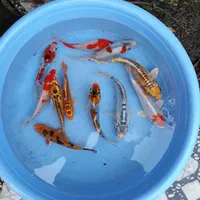 تکثیر و توزیع بچه ماهی