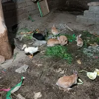 خرگوش
