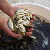 بچه ماهی کپور