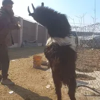 بز دوبر جلو رو چپش|حیوانات مزرعه|خمینی‌شهر, |دیوار