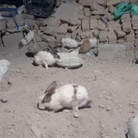 حیوانات