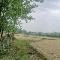 ۷۰۰۰شالیزارجای بکرروستایی سنگررشت