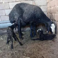 عرضه گوسفند شال از قزویـّن دَو بره زا