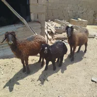 گوسفند با بره