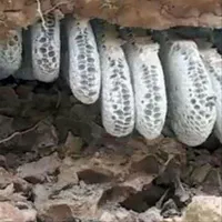 عسل وحشی کوهی طبیعی کوهستان برای درمان بیماریها|آرایشی، بهداشتی، درمانی|کرمانشاه, |دیوار