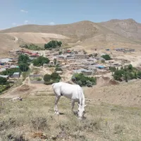 اسب نریان|اسب و تجهیزات اسب‌سواری|اهر, |دیوار