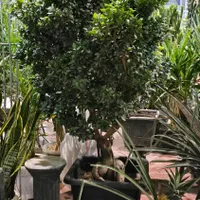 مشاوره خرید گل و گیاه اپارتمانی،ویزیت گل و گیاه|خدمات باغبانی و درختکاری|مشهد, آزادشهر|دیوار