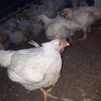 کود مرغ گوشتی