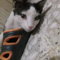 یک گربه زیبا و عاقل به دلیل کمبود جا معاوضه میشود