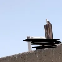 جوجه کفتر باخ دادم