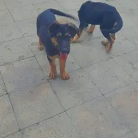 سگ ژرمن شپرد
